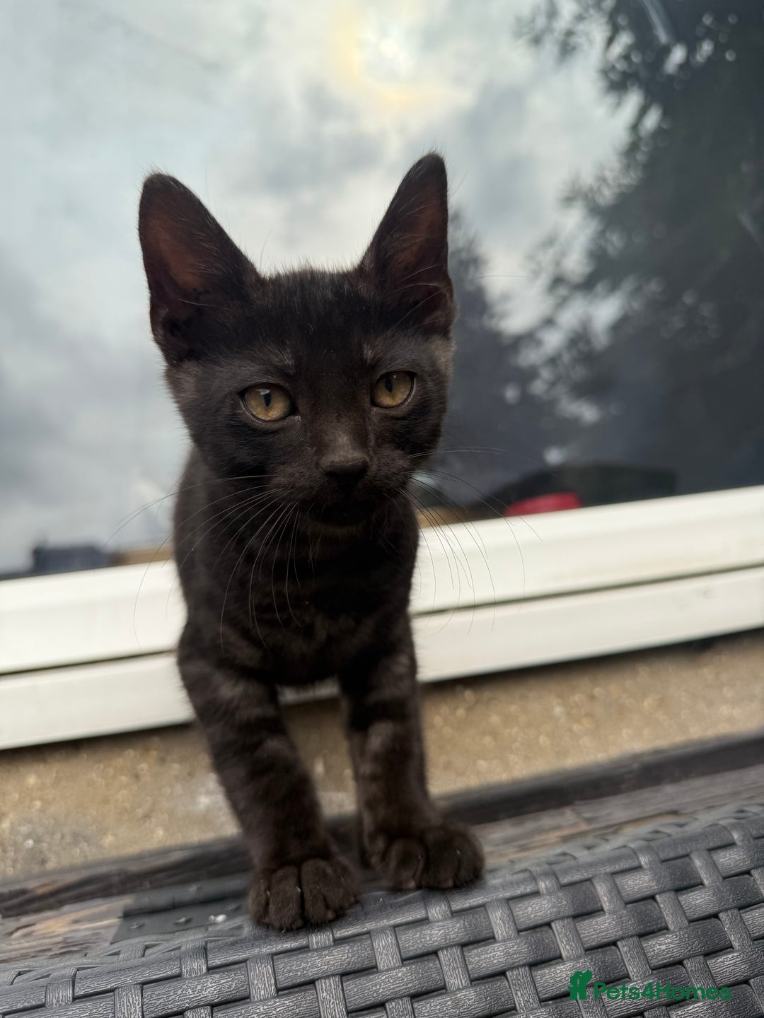 Bengal cats for sale: Mix bread ******s - Image 9