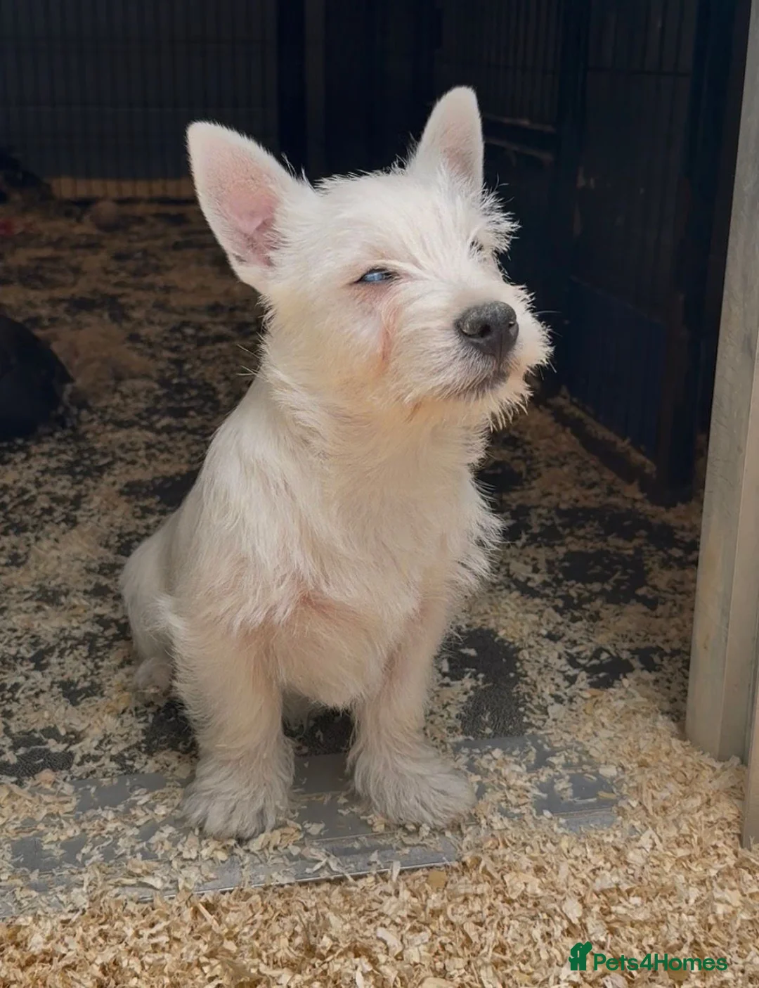 West Highland Terrier dogs for sale: West Highland Terrier boy looking new home - Advert 8