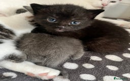 Mixed Breed cats for sale: Gorgeous White/Tabby Kitten   - Image 5
