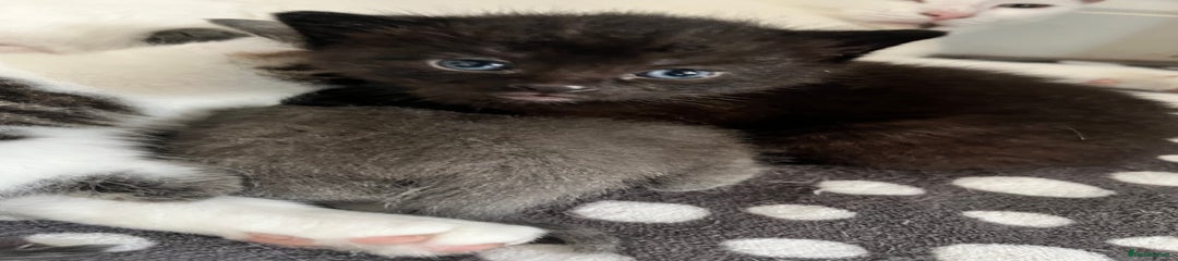 Black Male 
