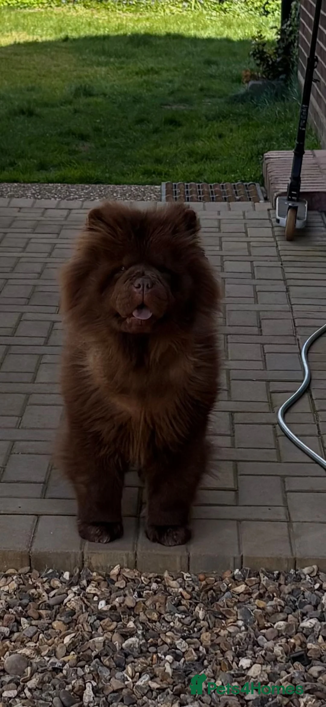 Chow Chow dogs for sale: Chow chow boy  in Slough - Advert 2