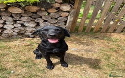 Labrador Retriever dogs for sale: Black Labrador Dog - Image 1
