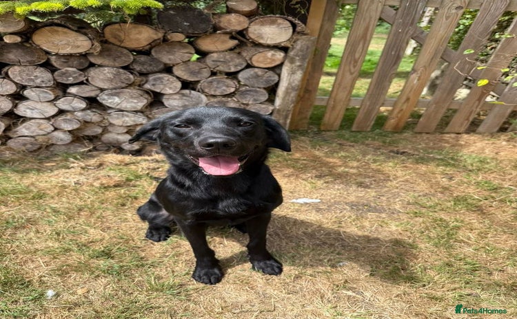 Labrador Retriever dogs - Advert 5