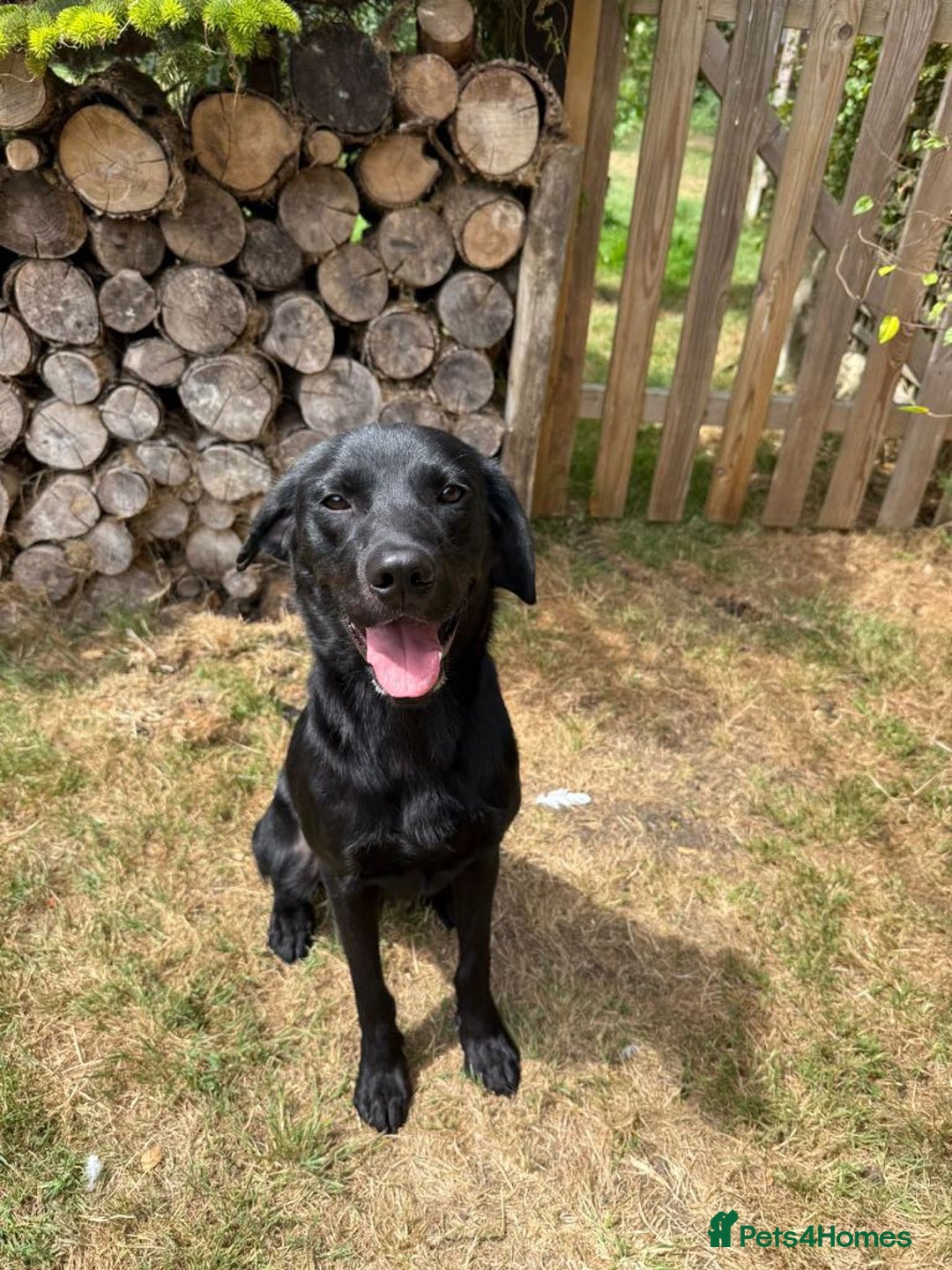 Labrador Retriever dogs for sale: Black Labrador Dog - Image 1