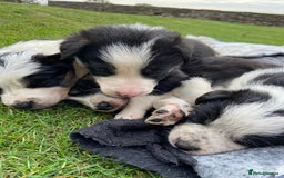 Border Collie dogs for sale: Adorable Border Collie pups for sale - Image 12