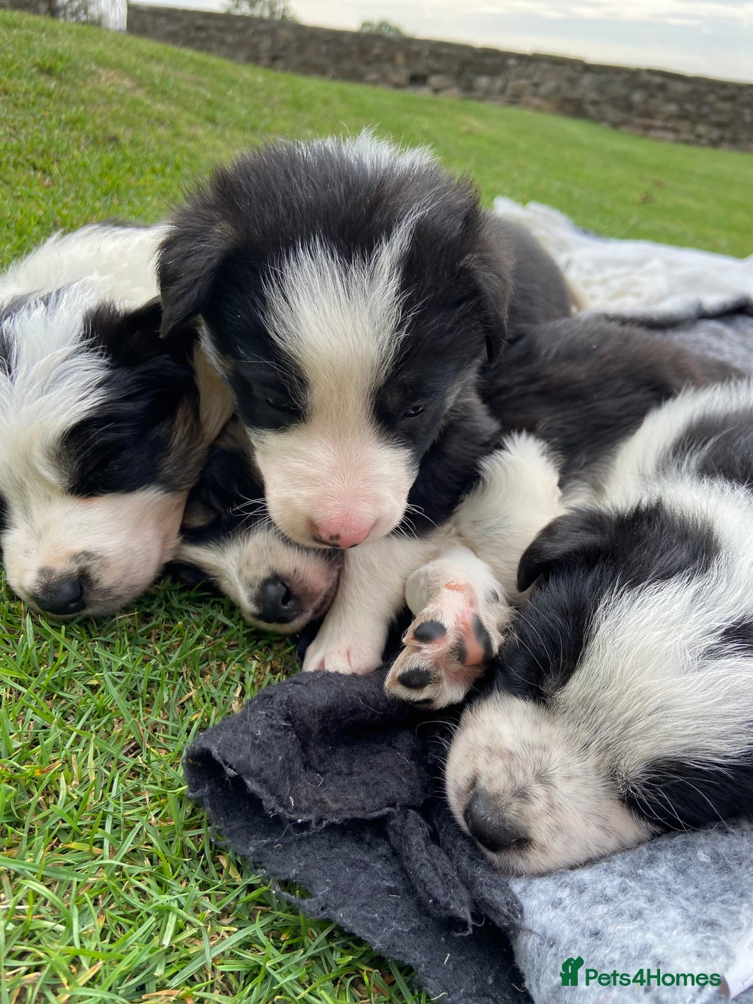 Border Collie dogs for sale: Adorable Border Collie pups for sale - Image 12