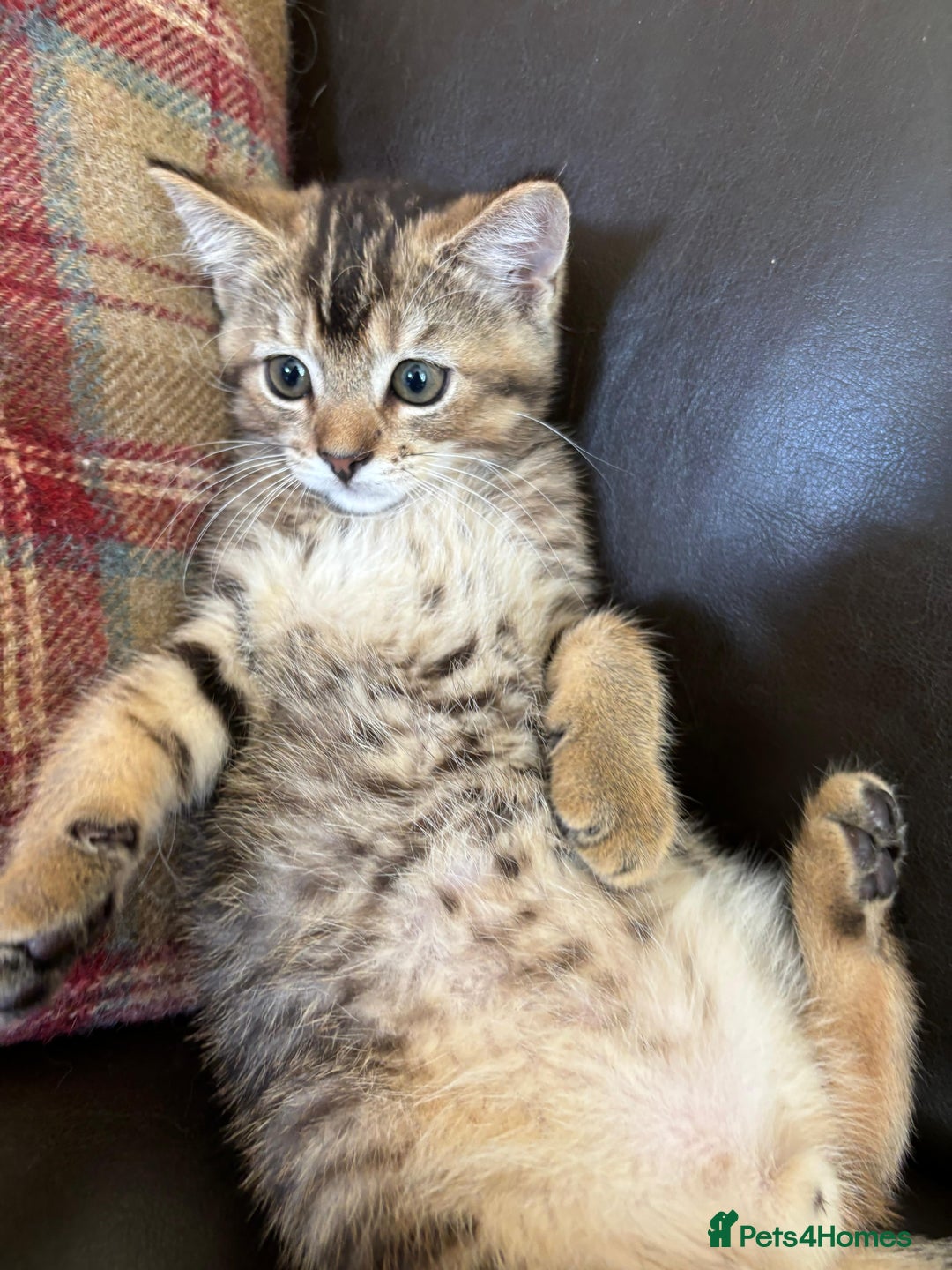 Mixed Breed cats for sale: 12 kittens 3 litters ready to reserve in St Albans - Image 17