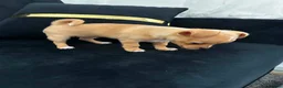 Mixed Breed dogs for sale: Chihuahua puppy in Birmingham - Advert 11
