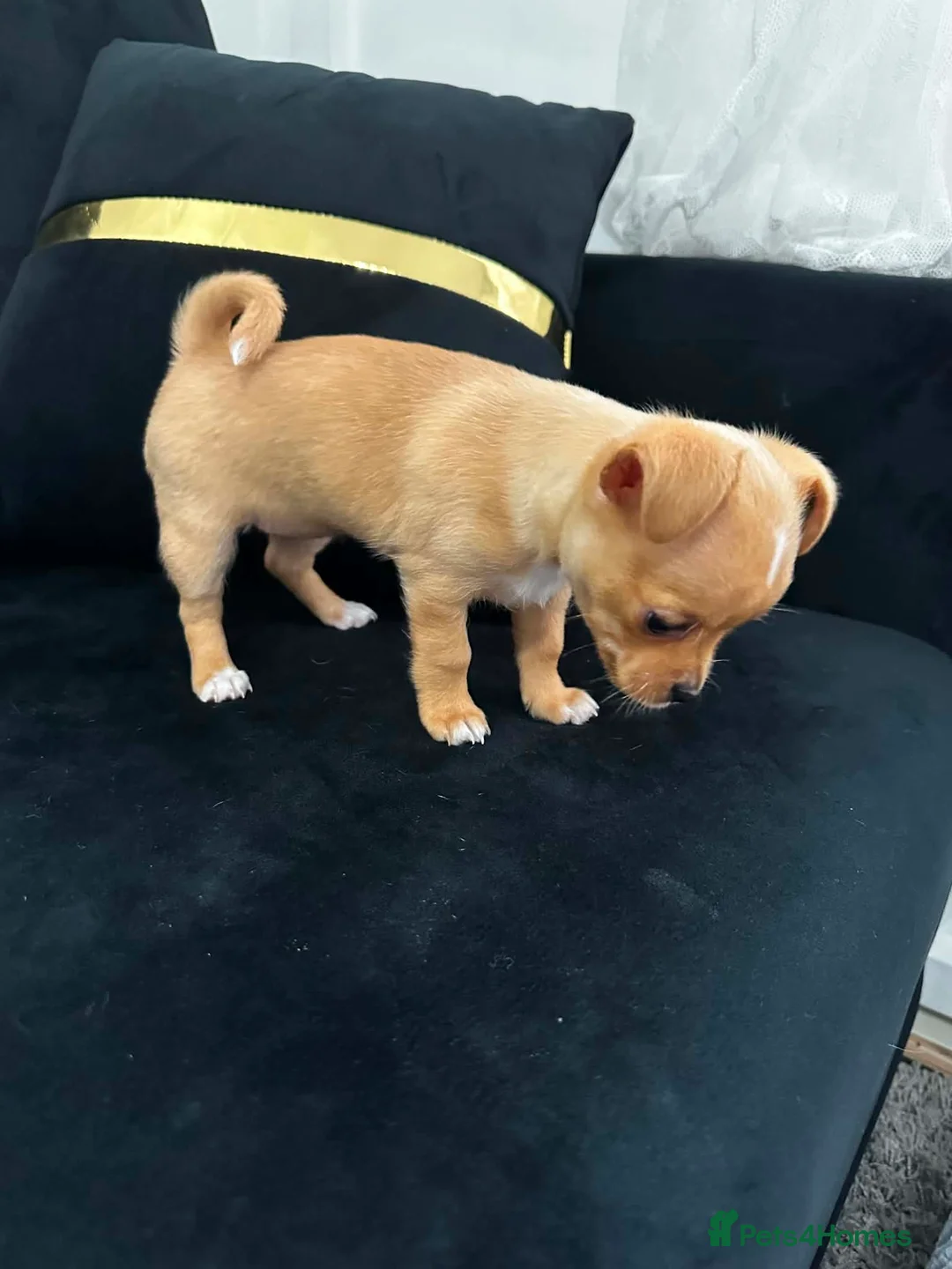 Mixed Breed dogs for sale: Chihuahua puppy in Birmingham - Advert 11