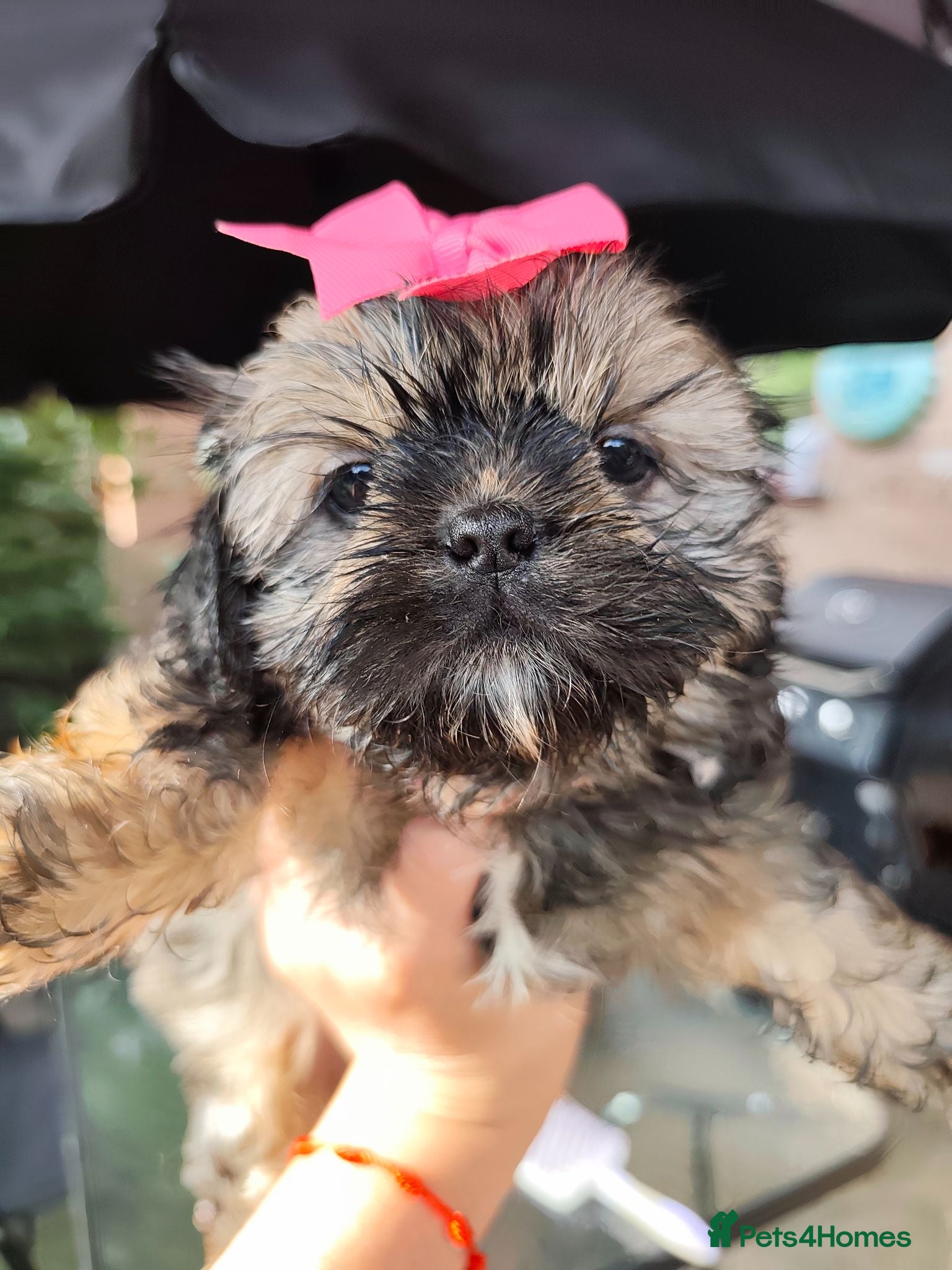 Shih Tzu dogs Shih tzu puppies  - Advert 1