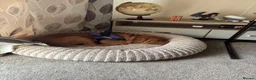 Dogue De Bordeaux dogs for sale: Diesel - 5 month old male puppy  in Gloucester - Advert 3