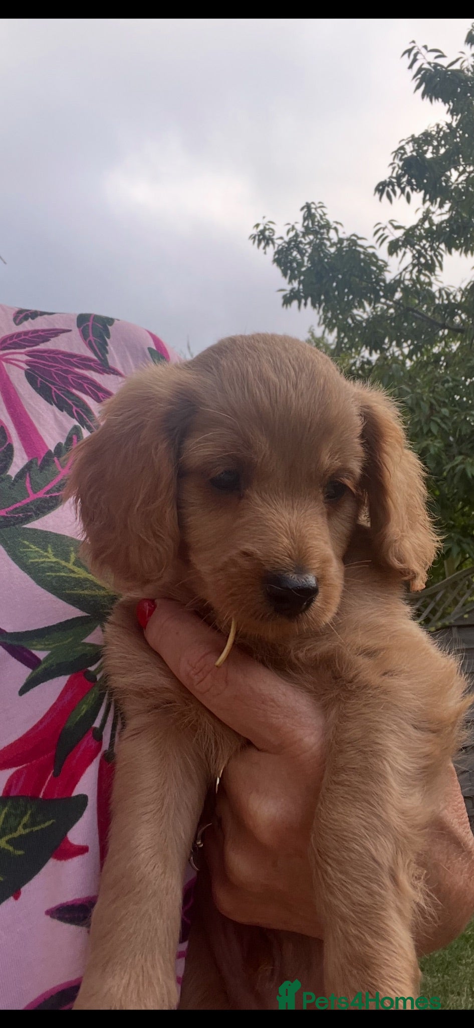 Cavapoo dogs Beautiful Cavapoo pup 🐶  - Advert 20