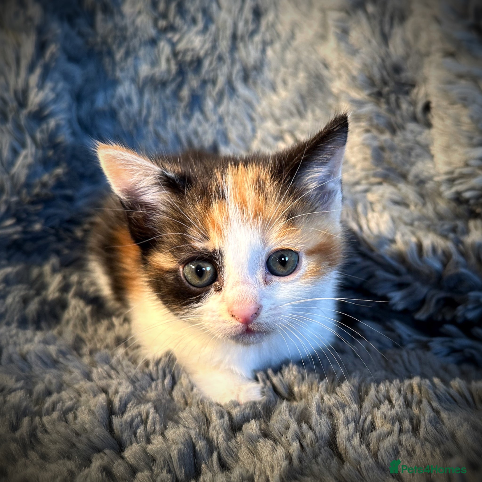 Mixed Breed cats 4 gorgeous, friendly kittens for sale - Advert 2