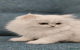 Scottish Fold cats for sale: Excellent Scottish fold kittens  - Image 21