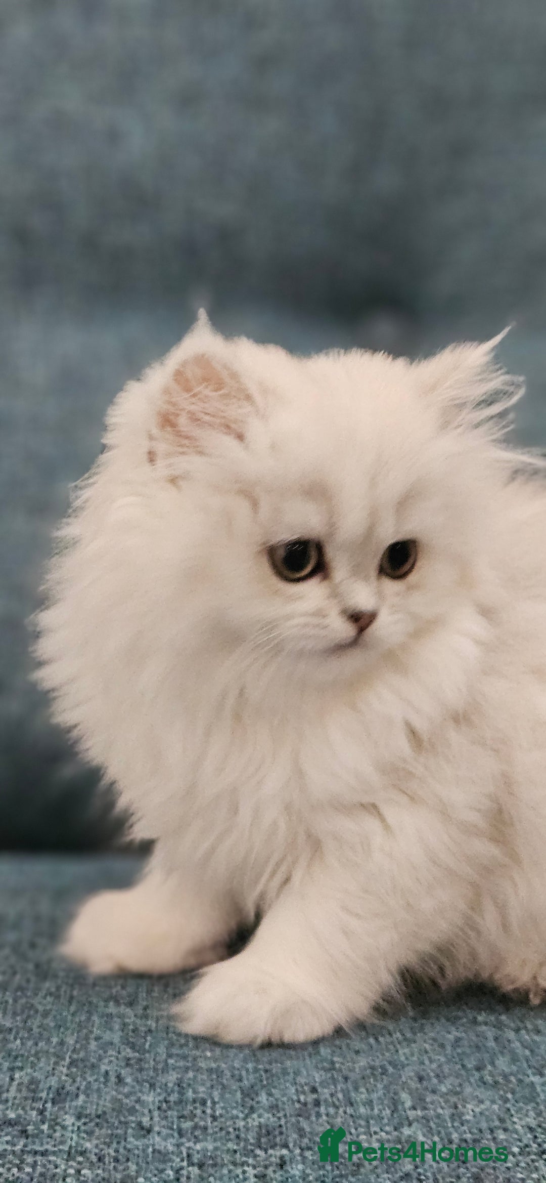 Scottish Fold cats for sale: Excellent Scottish fold kittens  - Image 21