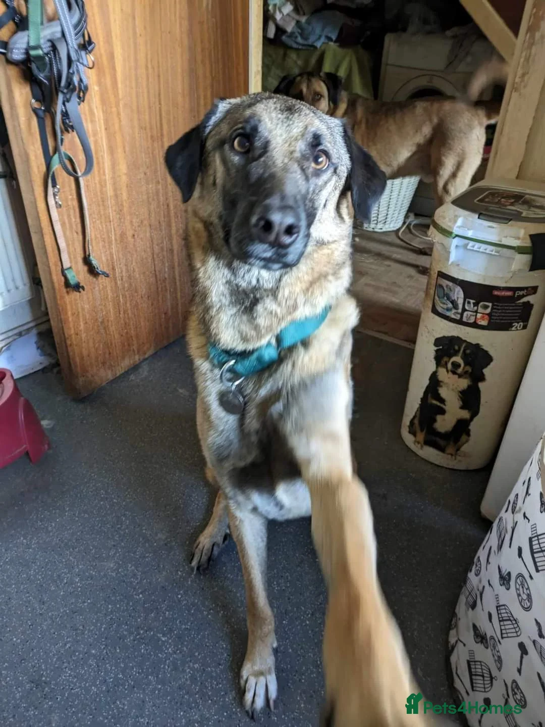 Mixed Breed dogs for adoption: Meet Pickle, currently residing in Wales in Barry - Advert 13