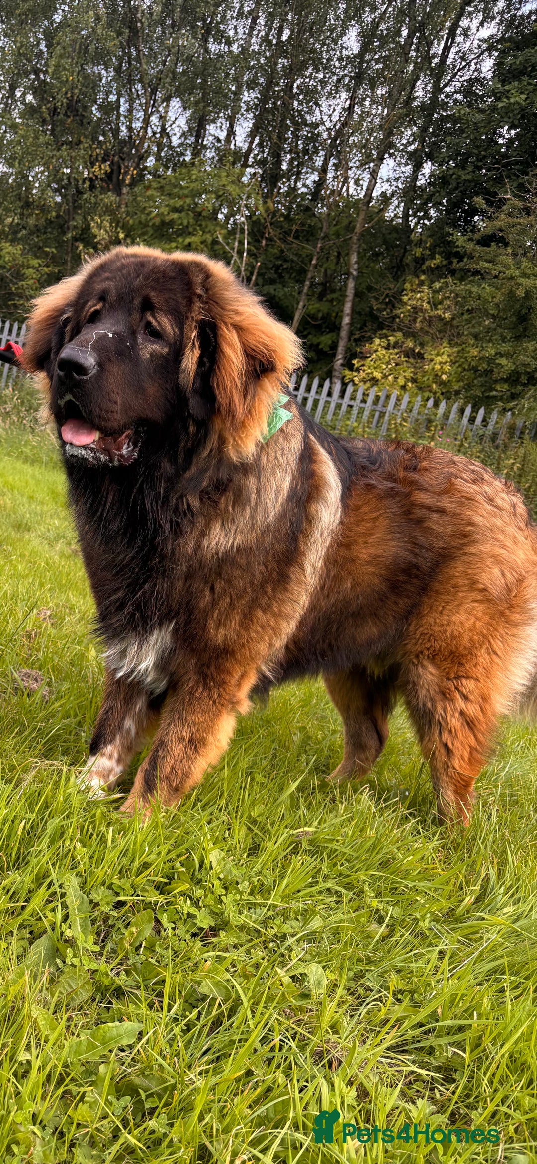 Caucasian Shepherd Dog dogs for sale: 12 month old Caucasian shepherd - Advert 1