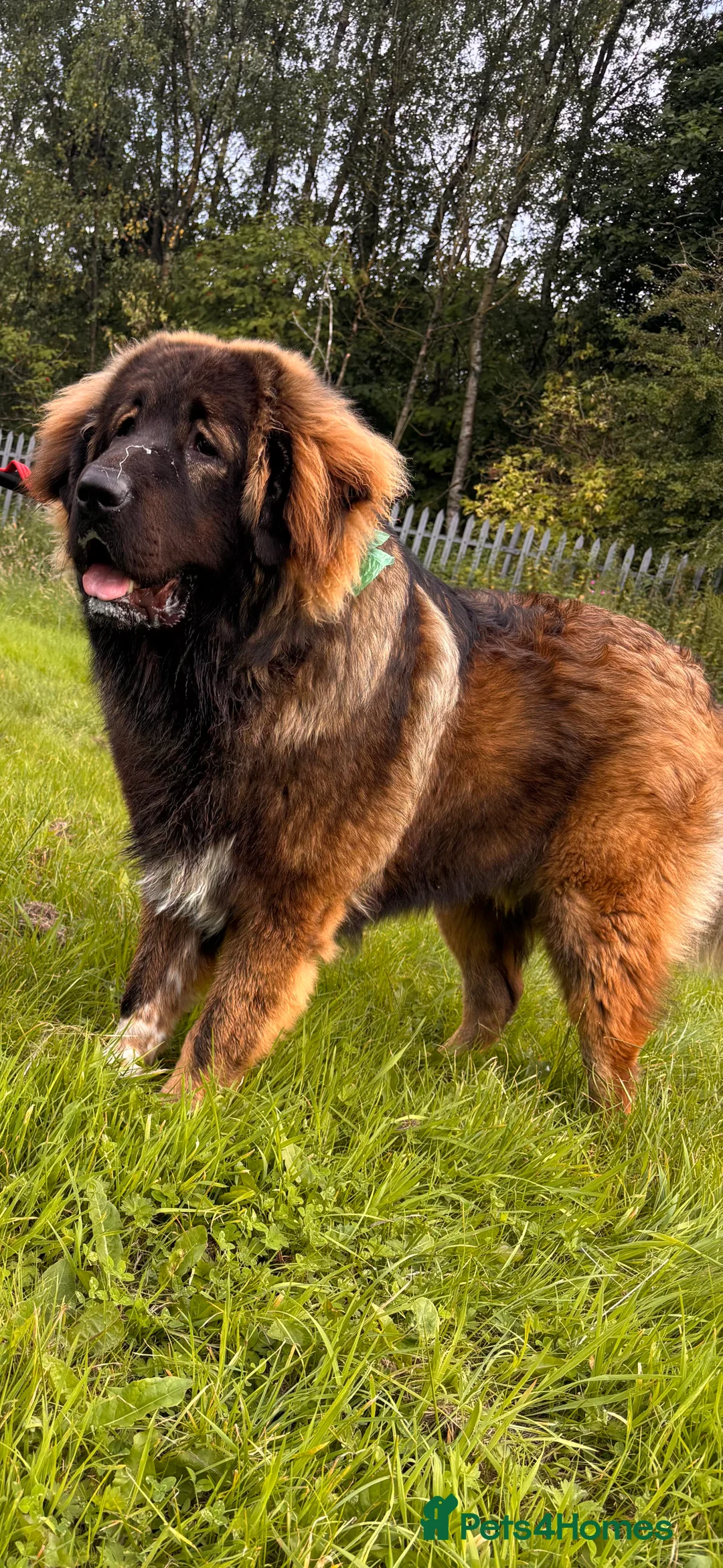 Caucasian Shepherd Dog dogs for sale: 12 month old Caucasian shepherd - Advert 1