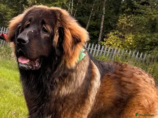 Caucasian Shepherd Dog dogs 12 month old Caucasian shepherd - Advert 16