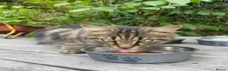 Mixed Breed cats for sale: FREE!! Beautiful cats  in Wallingford - Advert 1