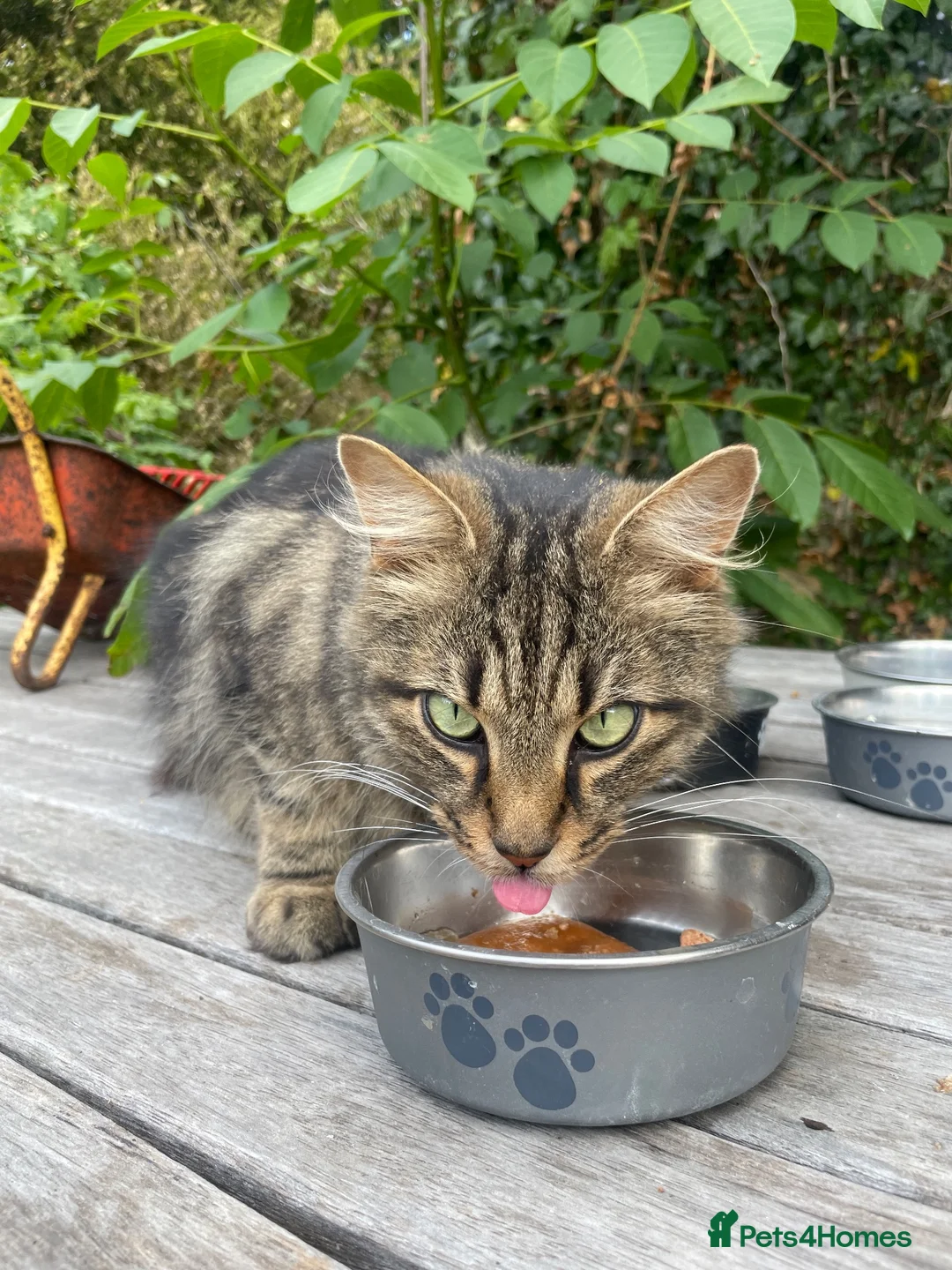 Mixed Breed cats for sale: FREE!! Beautiful cats  in Wallingford - Advert 1