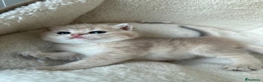 British Shorthair Bluegolden Kitten 3 (Kai)