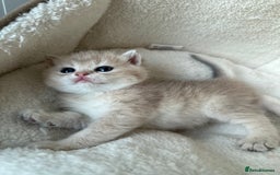 British Shorthair cats for sale: British Shorthair Golden & Bluegolden kitten GCCF - Image 26