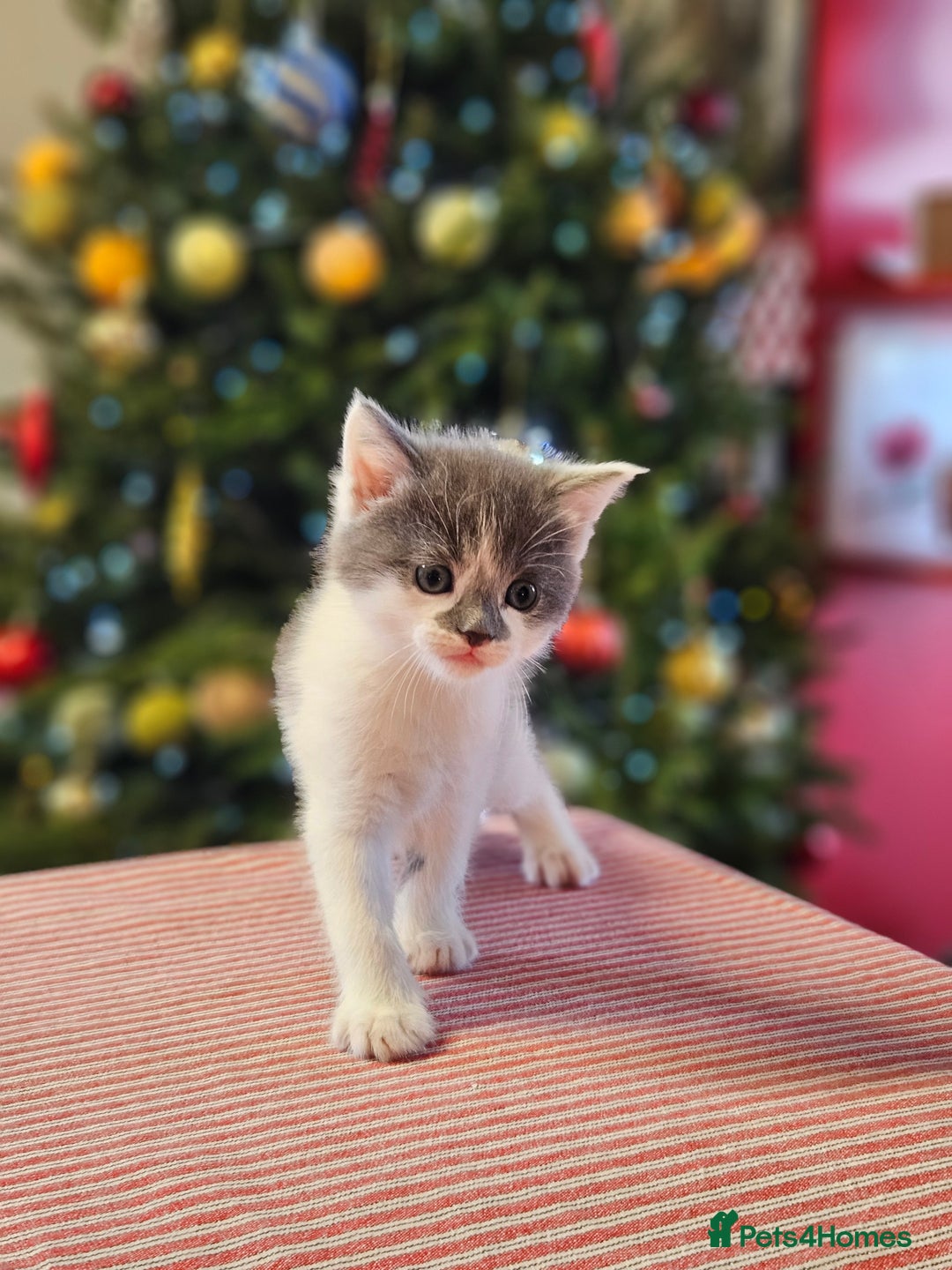 Maine Coon cats for sale: Adorable Maine Coon cross litter for sale - Advert 17