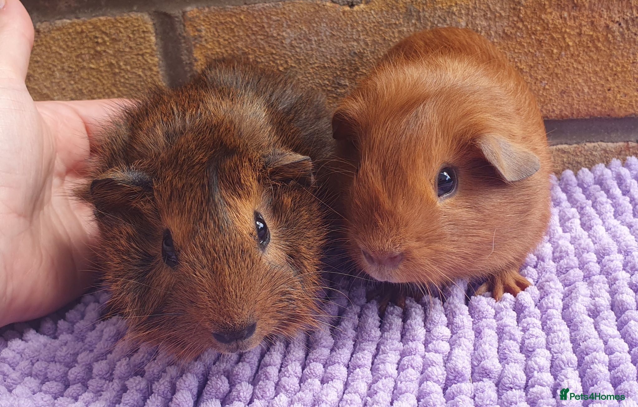 Guinea Pig rodents Beautiful guinea pigs - Advert 1
