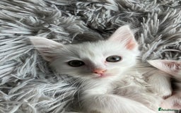 Mixed Breed cats for sale: Lovely little kittens for sale - Image 2