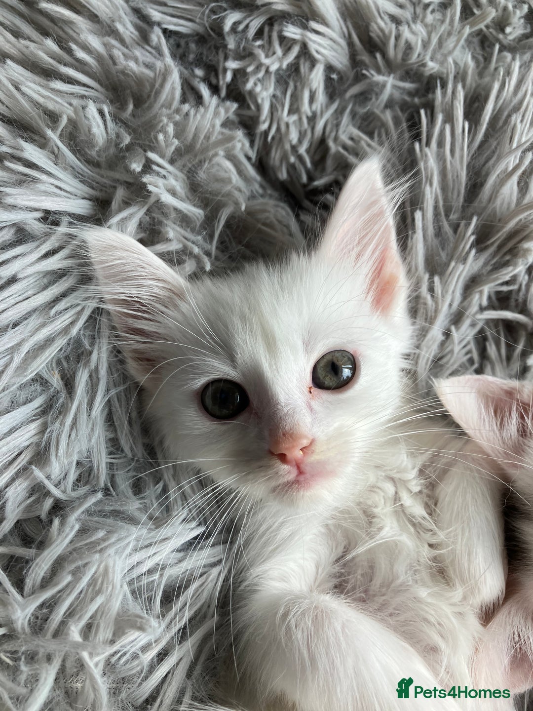 Mixed Breed cats for sale: Lovely little kittens for sale - Image 2