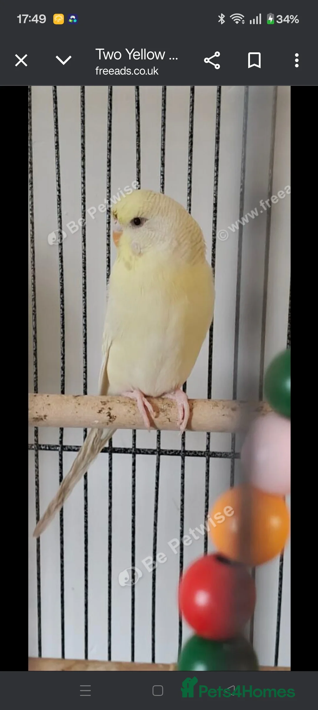 Budgerigars birds for sale: Budgies - Advert 5