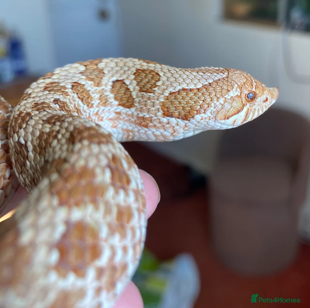Snake reptiles for sale: Male Hognose  - Advert 2