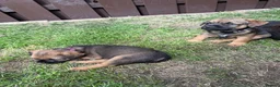 Border Terrier dogs for sale: Border terrier puppies  - Advert 5