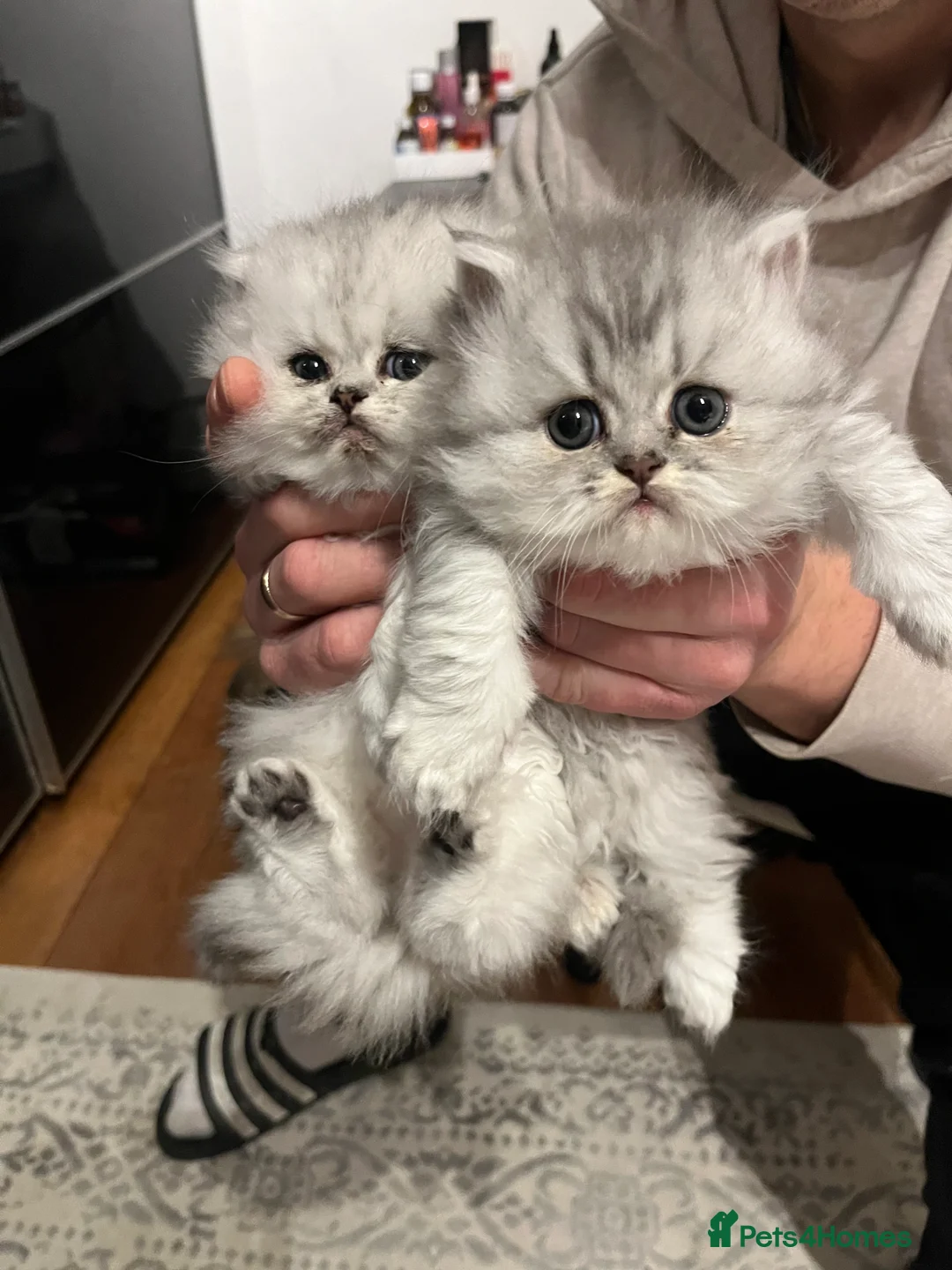 Persian cats for sale: SOLD .  - Advert 18