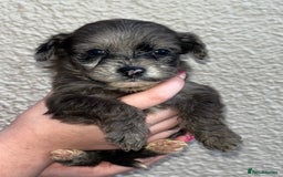 Cockapoo dogs for sale: Stunning F1b Cockapoo puppy’s  - Image 17