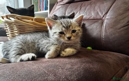 British Shorthair cats for sale: Gorgeous British Shorthair Kittens   - Image 30