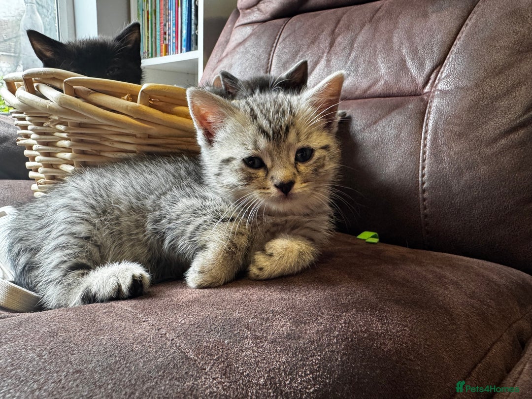 British Shorthair cats for sale: Gorgeous British Shorthair Kittens   - Image 30