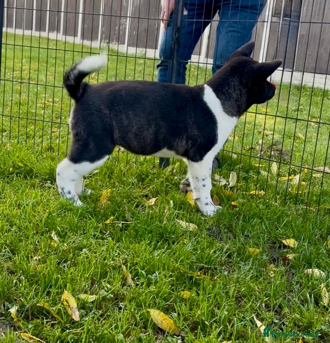Akita dogs for sale: Quality KC Registered American Akita Puppies - Advert 23
