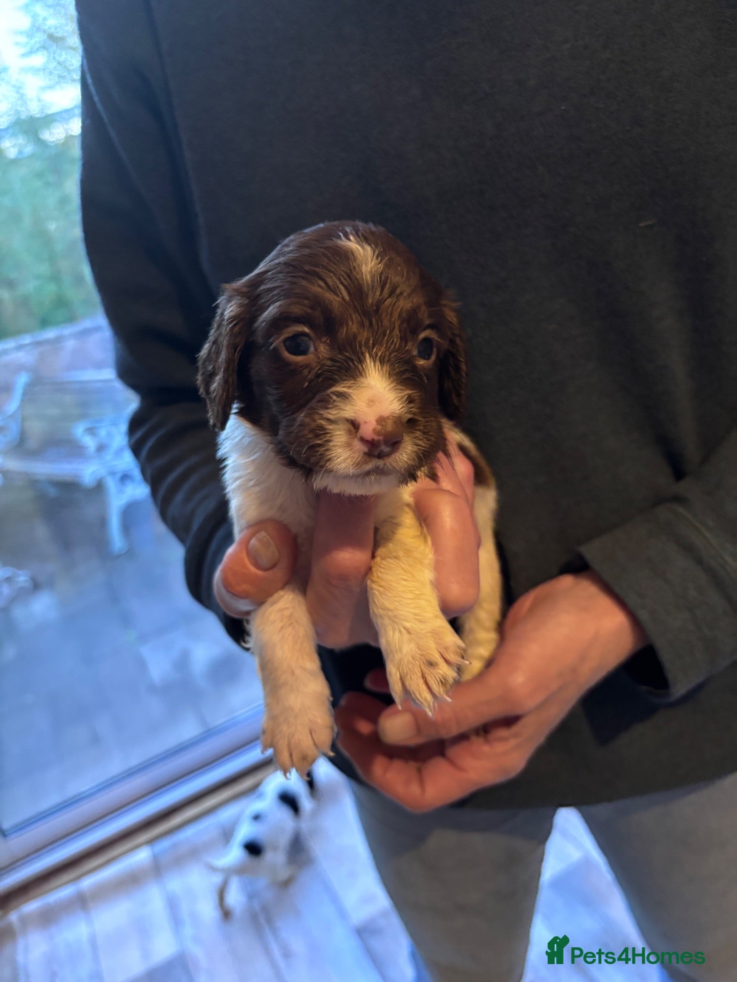 Sprocker dogs Sprocker Puppies For Sale - Advert 2