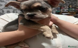 Mixed Breed dogs for sale: Beautiful female puppy ready today  - Image 27