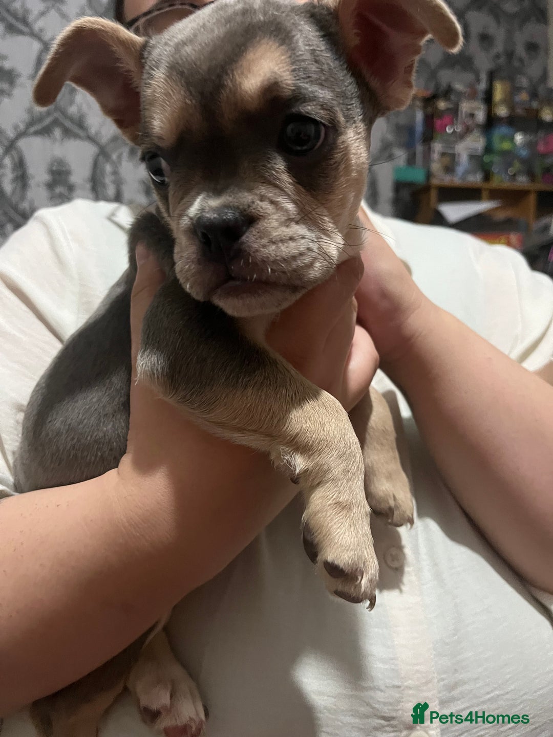 Mixed Breed dogs for sale: Beautiful female puppy ready today  - Image 27