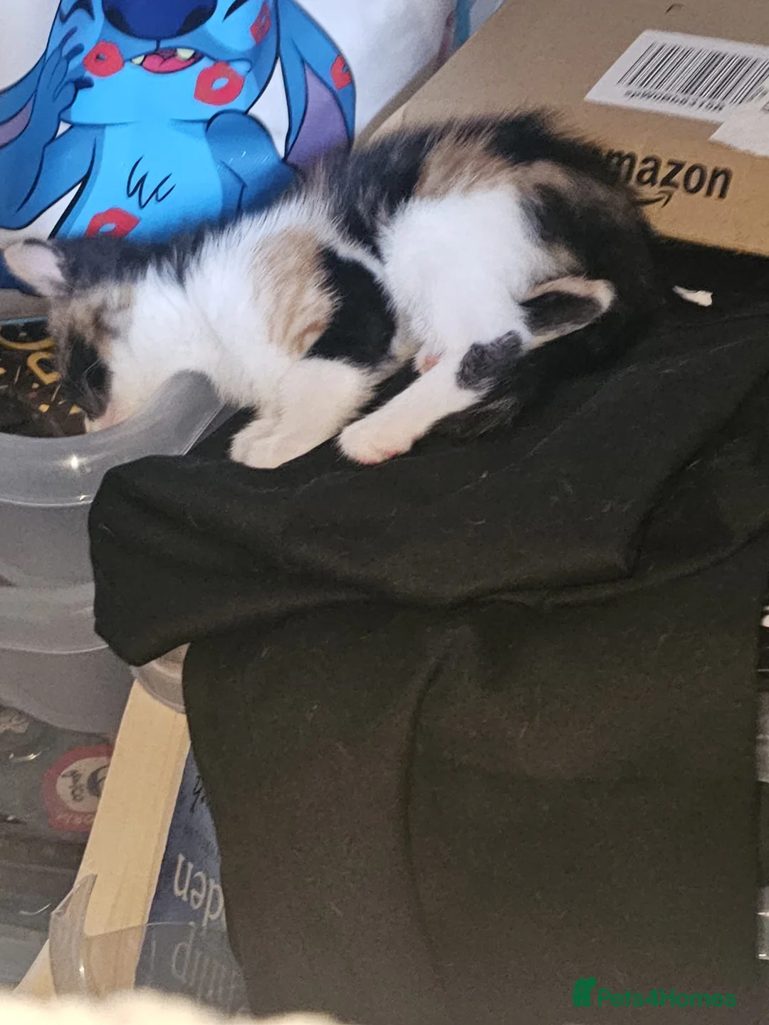 Mixed Breed cats for sale: 3 gorgeous kittens  - Advert 12