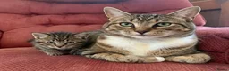 Domestic Shorthair cats for sale: Kitten in Birmingham - Advert 2