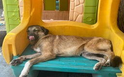 Mixed Breed dogs for adoption: Levi - Norwich Norfolk  - Image 15