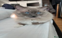 Ragdoll cats for stud: GCCF & TICA registered stud, champion bloodline    in London - Image 15