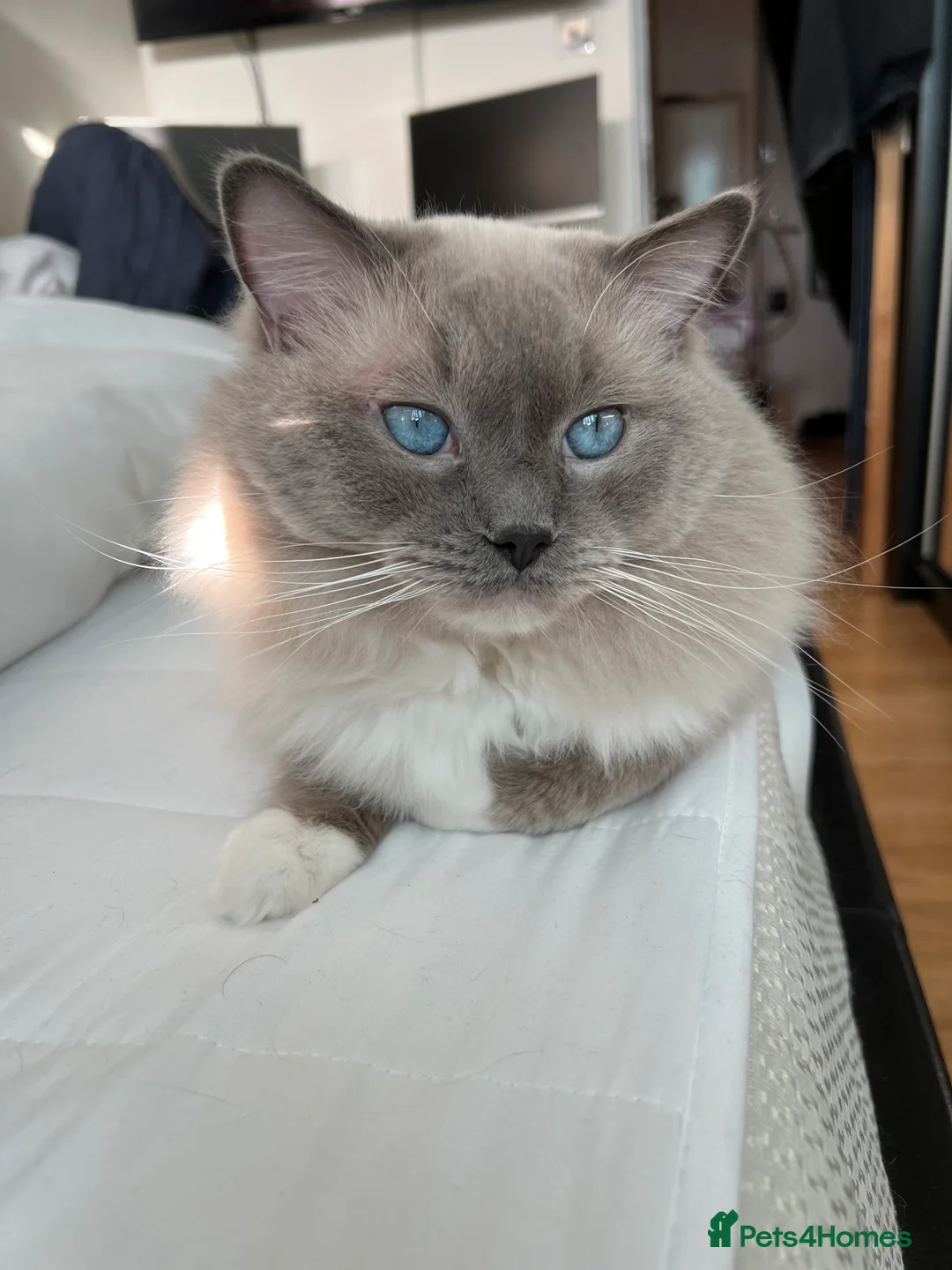 Ragdoll cats for stud: GCCF & TICA registered stud, champion bloodline    in London - Advert 15