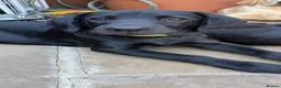Labrador Retriever dogs for sale: Labrador puppies  - Advert 4