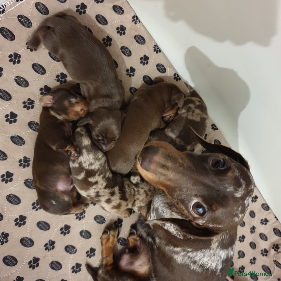 Miniature Dachshund dogs Mini Dachshund Puppies for sale  - Advert 11