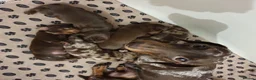 Miniature Dachshund dogs for sale: Mini Dachshund Puppies for sale  in Glasgow - Advert 1